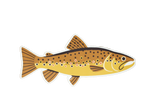 Native Trout Sticker