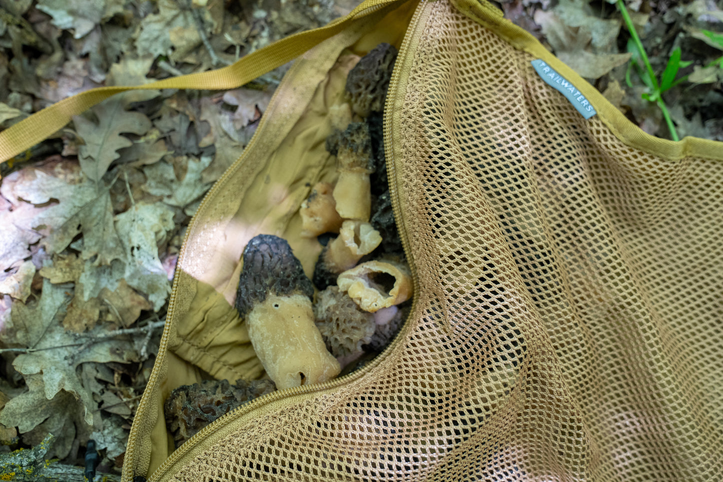 Forager